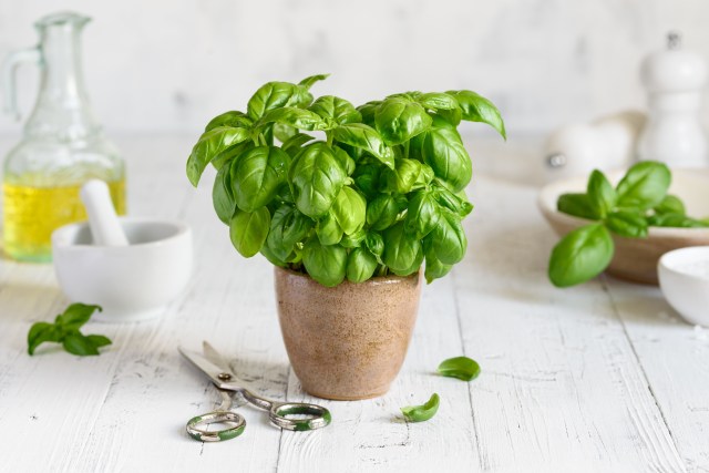 Top 5 Reasons Your Basil Keeps Dying and How to Fix Them