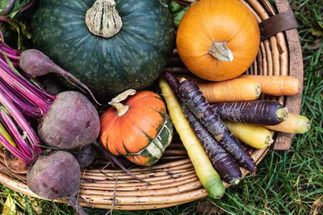 Essential Fall Planting Guide for Growing Vegetables and Bulbs Successfully