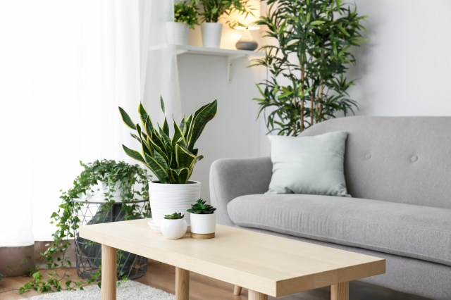Easy Maintenance Tips for Keeping Both Real and Faux Plants Looking Great