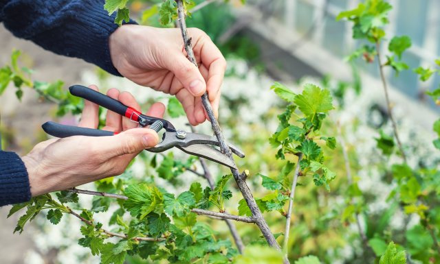 A Beginner’s Guide to Pruning Plants Without Causing Harm