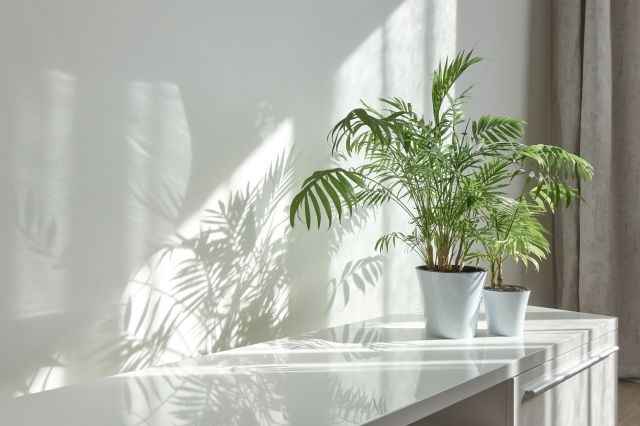 Top 5 Best Bathroom Plants That Thrive in Low Light Conditions