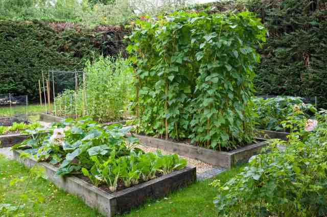Seasonal Guide: What to Plant in Your Vegetable Garden for Each Season