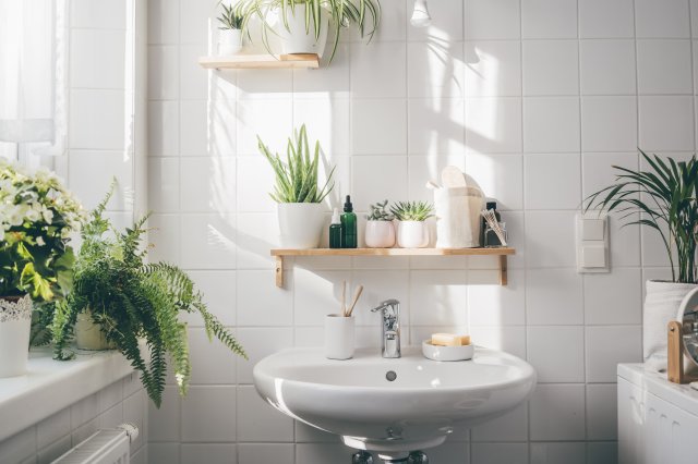 Top 5 Humidity-Loving Plants Perfect for Bathroom Decoration